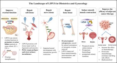 Frontiers Low Intensity Pulsed Ultrasound In Obstetrics And